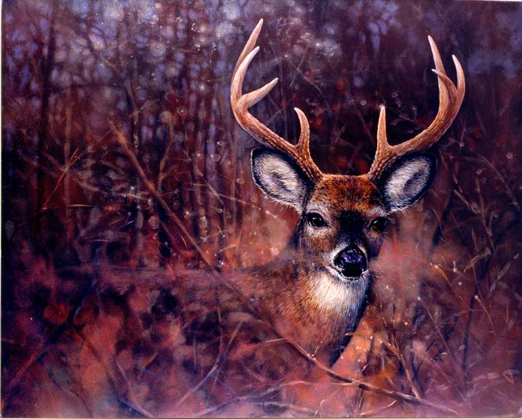 buck field deer